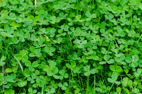 Background of green clover meadow, symbol of luck and Ireland