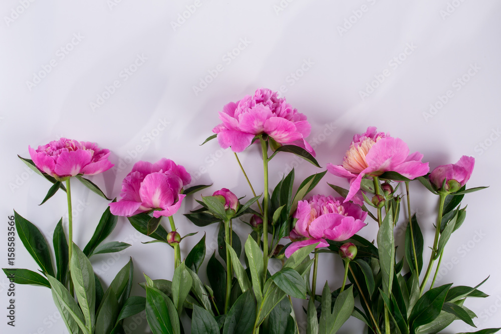 Set of pink peonies flowers pattern  isolated on white background
