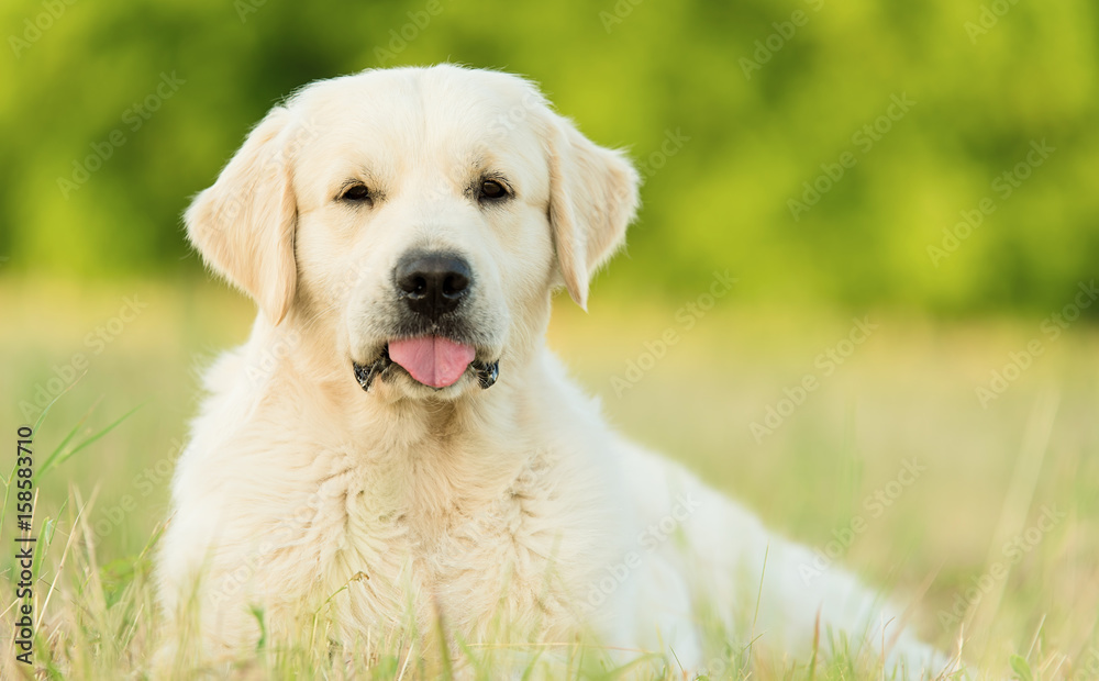 Closeup photo of a beauty Labrador dog Closeup photo of a beauty Labrador dog