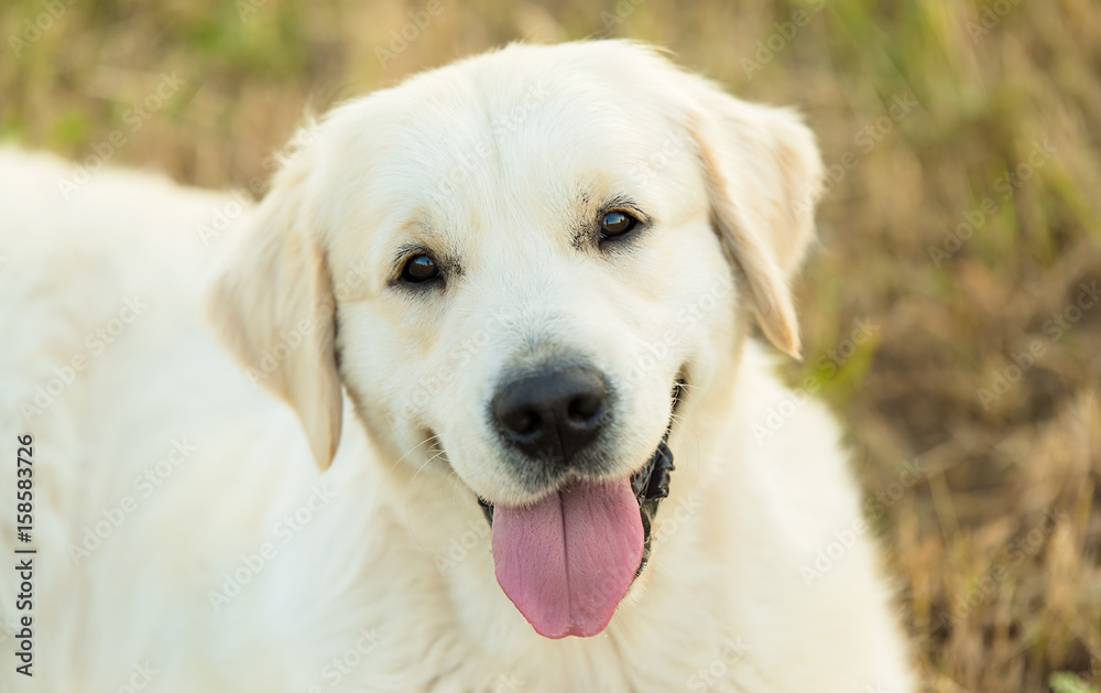 Closeup photo of a beauty Labrador dog