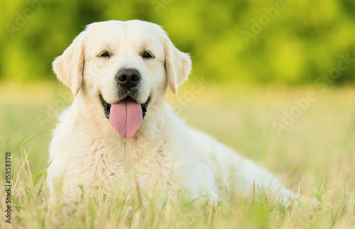 Closeup photo of a beauty Labrador dog