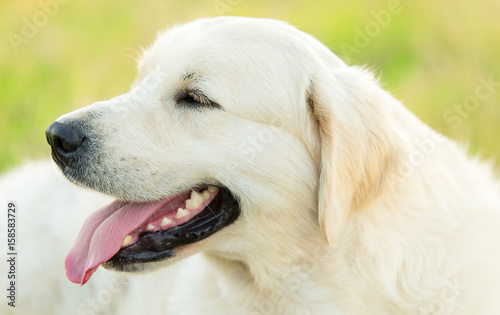 Closeup photo of a beauty Labrador dog