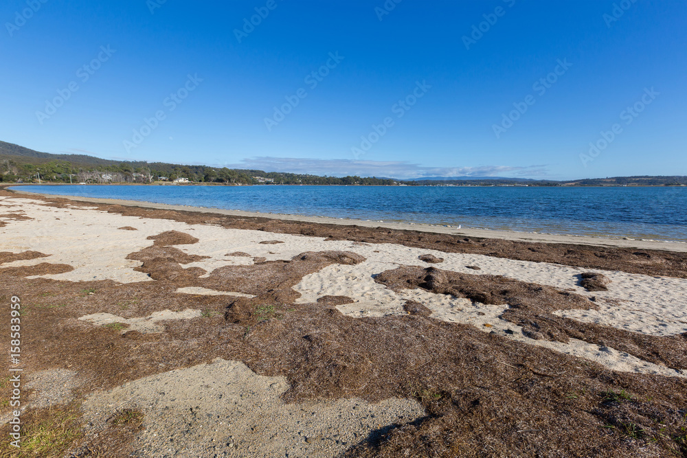 Φωτογραφία Dried brown seagrass seaweed washed ashore on Georges Bay in St Helens, Tasmania, Australia