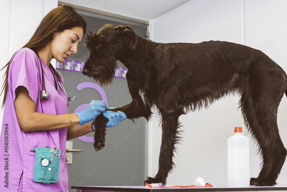 Φωτογραφία Veterinarian doctor is making a check up of a cute beautiful dog.