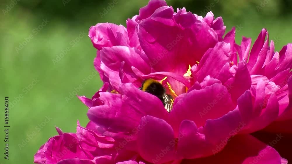 Die Hummel krabbelt tief in der Pfingstrosenblüte Die Hummel krabbelt tief in der Pfingstrosenblüte