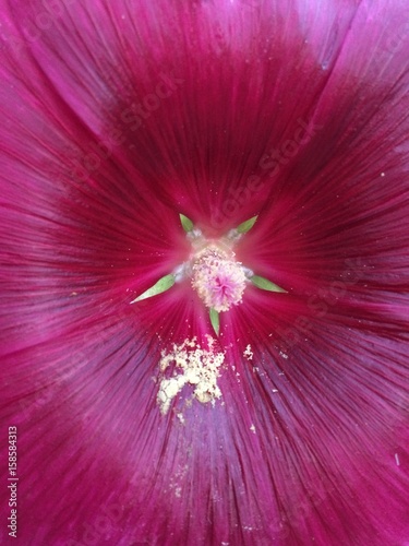 Alcea Rosea Hollyhocks flower