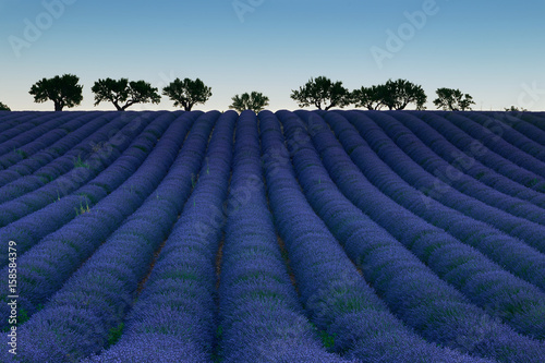 Field of flowering lavender