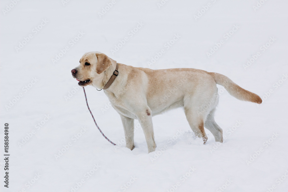 Purebred adult labrador in a snowy field