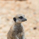 Meerkat, suricate, head