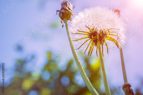 Dandelion flower with sunlight - Freedom to Wish
