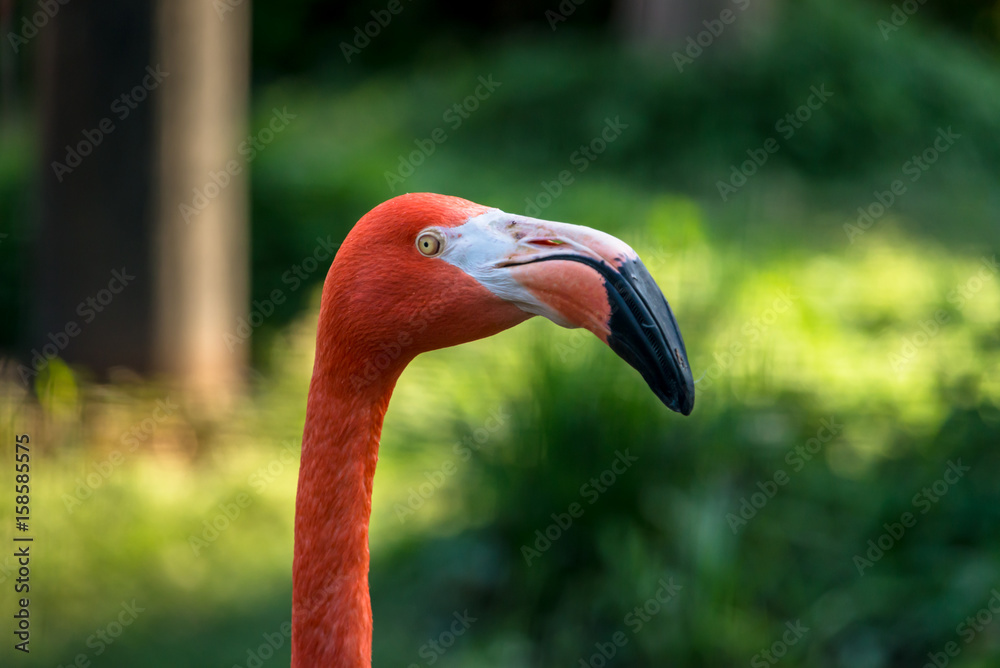 Obraz premium American Flamingo - ベニイロフラミンゴ２