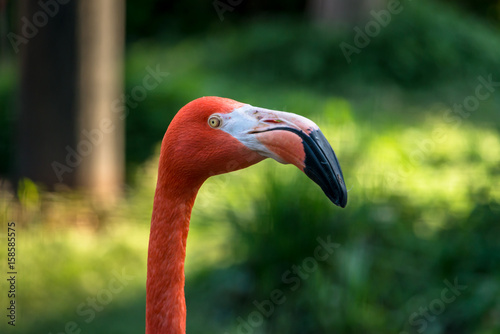 American Flamingo - ベニイロフラミンゴ２