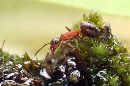 Ant on grass