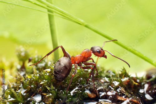 Ant on grass © achkin