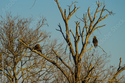 Adler im Baum