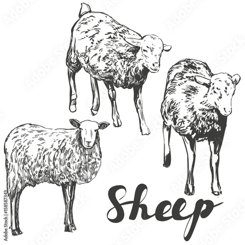 sheep set hand drawn vector illustration realistic sketch
