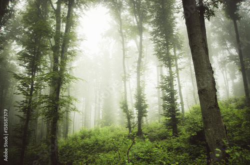 misty green woods landscape