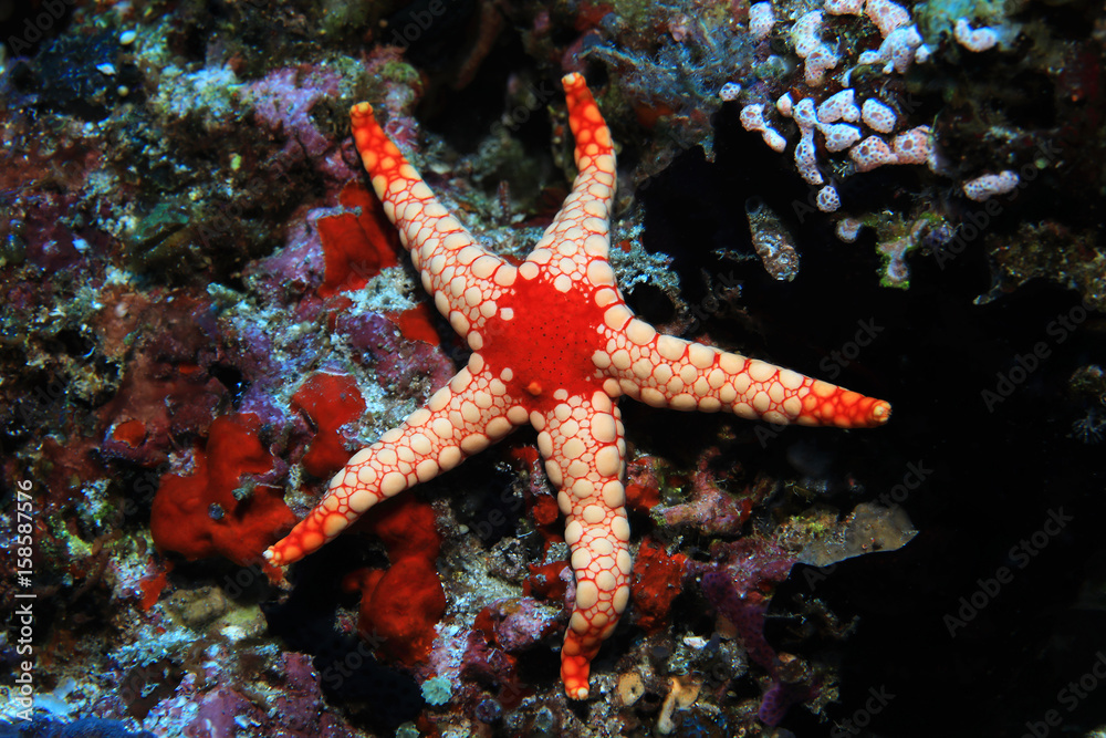 Noduled sea star Noduled sea star