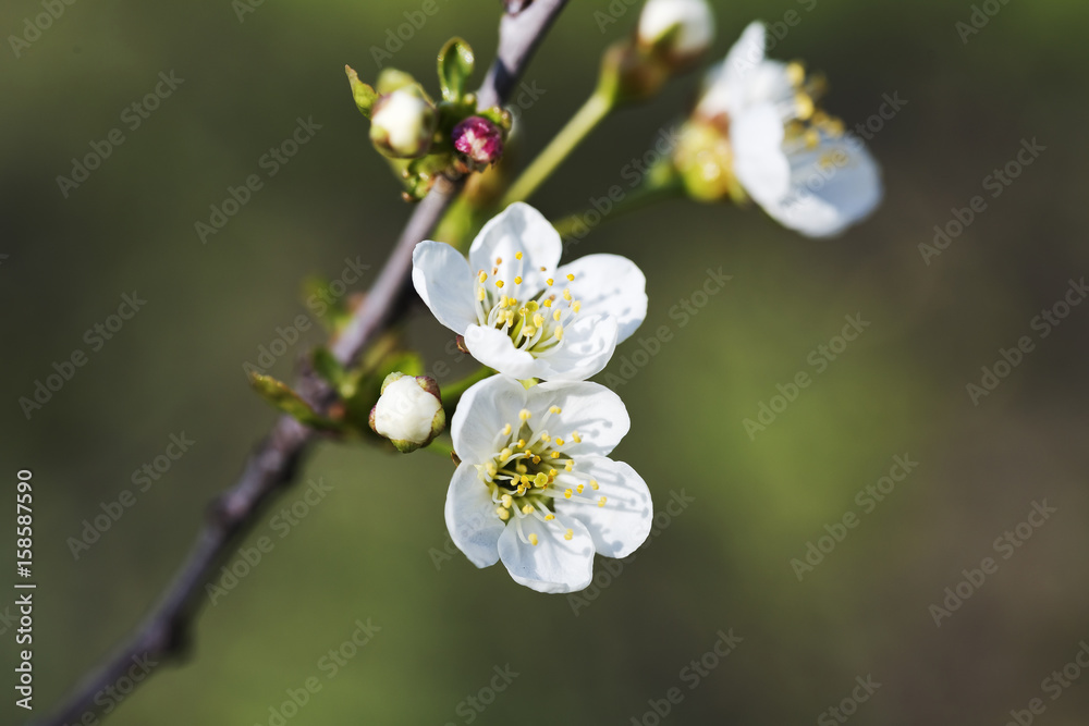 Flowering cherry branch in May Flowering cherry branch in May