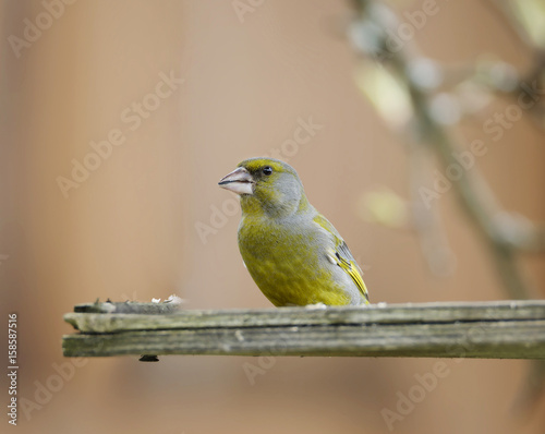 Птица greenfinch photo