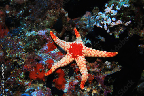 Noduled sea star