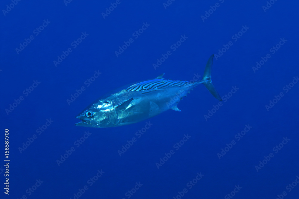 Φωτογραφία Striped bonito tuna fish