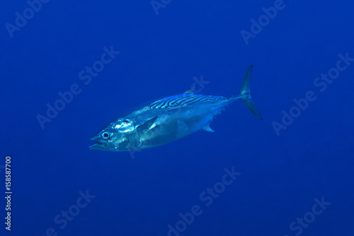 фотографія Striped bonito tuna fish