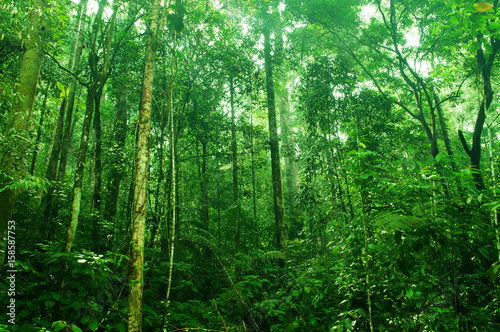 Tropical dense forest