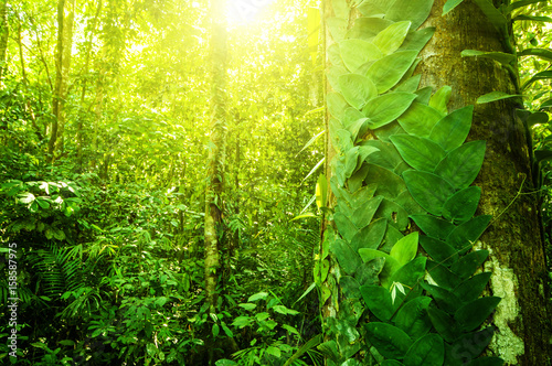 Natural tropical jungle