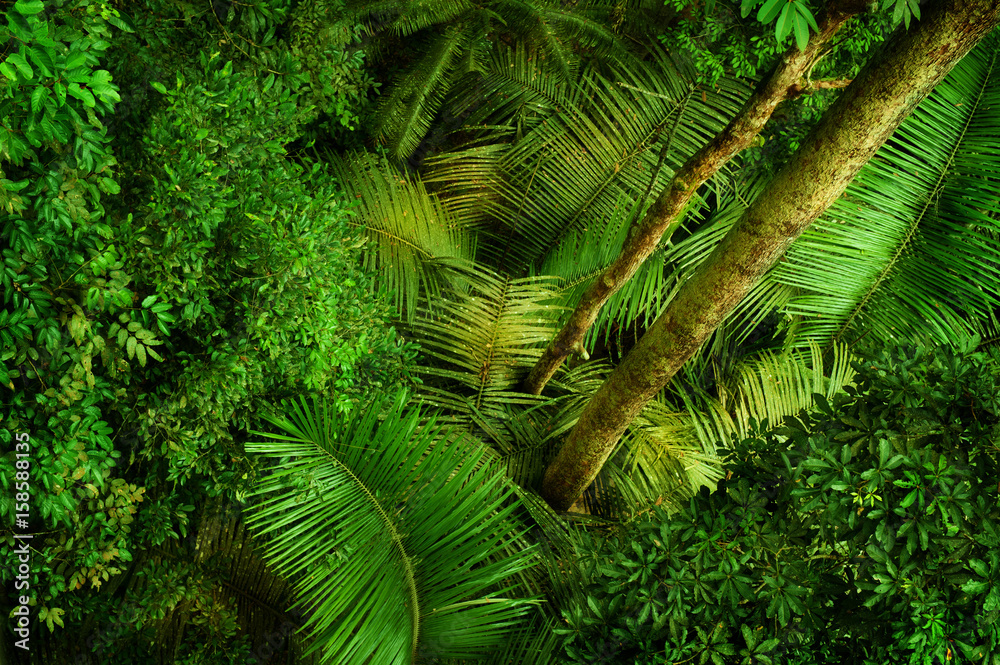Tropical dense forest from top - obrazy, fototapety, plakaty 