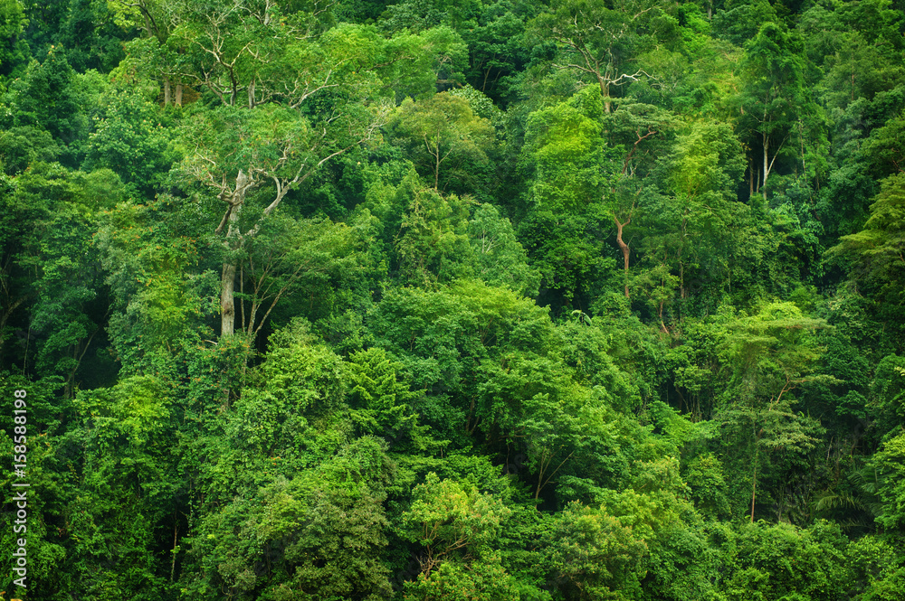 Obraz premium Tropical rainforest view
