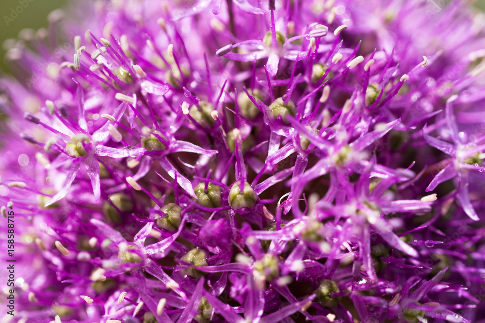 Spring Flower Allium Giganteum Color Purple Close Up. Spring Flower Allium Giganteum Color Purple Close Up.