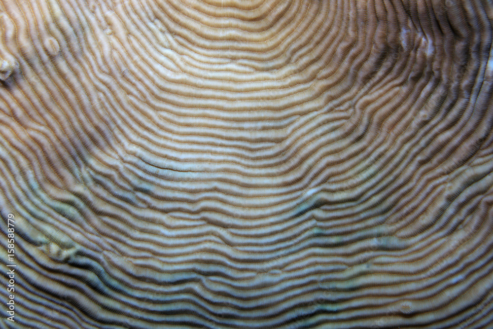 Fototapeta premium Close up of stony coral