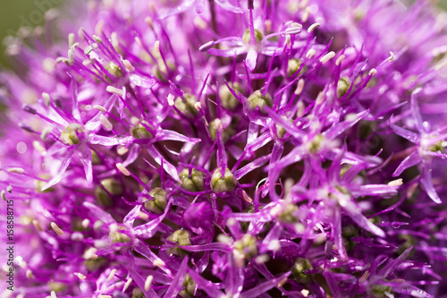 Spring Flower Allium Giganteum Color Purple Close Up.