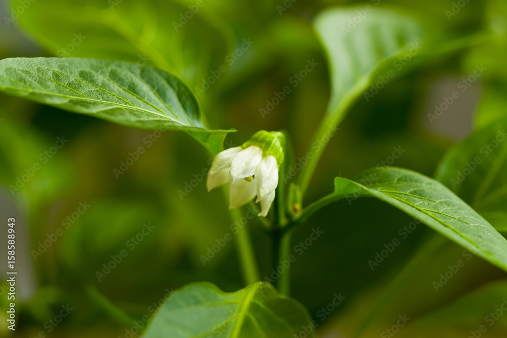 Young Plant Of Leaves And White Flower Of Pepper Seedlings Close Up. Young Plant Of Leaves And White Flower Of Pepper Seedlings Close Up.