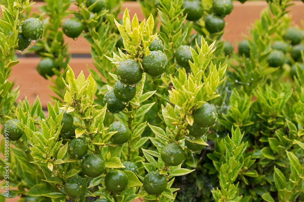 Φωτογραφία Homegrown Kumquat, Cumquat Chinoti plant (Citrus japonica) with green fruit afte