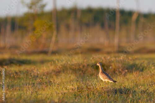 Fotografie Whimbrel bird sitting on the swamp hummock