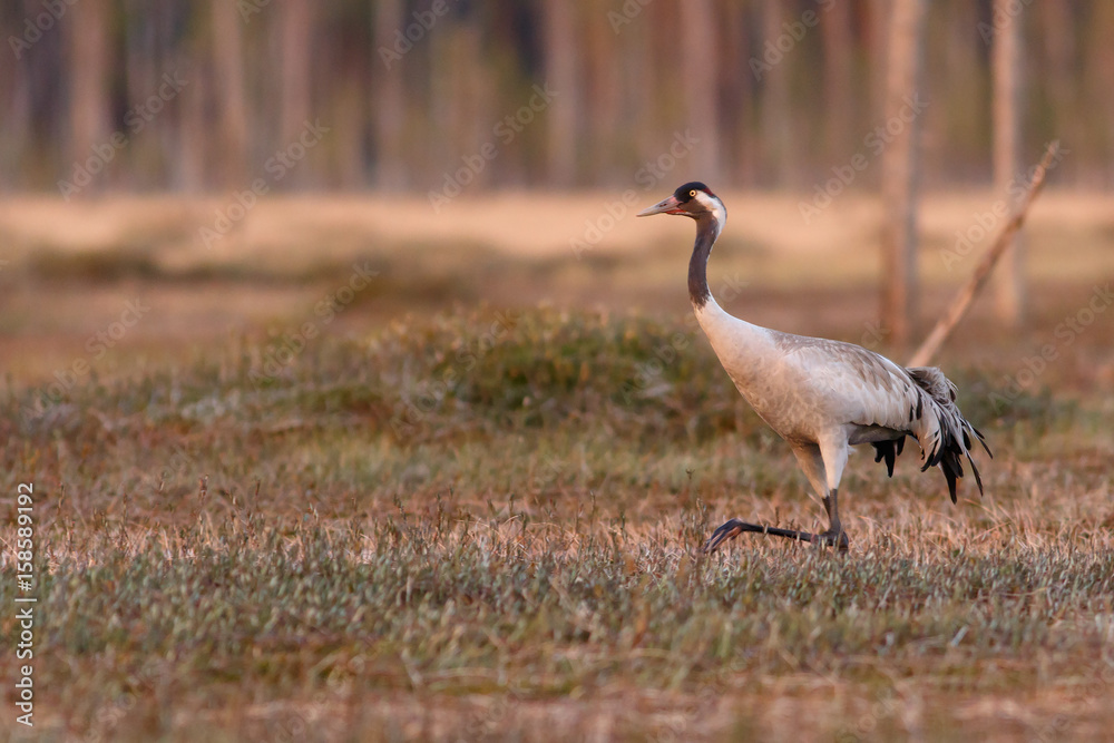Crane bird walks on the swamp