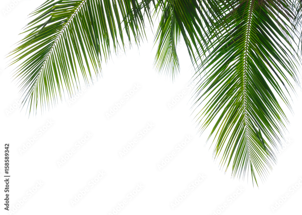 Obraz premium Liść palmy kokosowej na białym tle