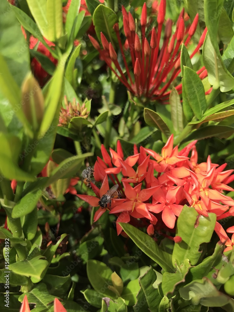 Fotografie Red Ixora flowers and bees.