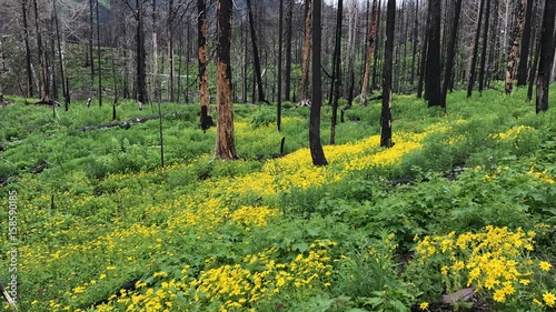 Flowers after forest fire of trees 