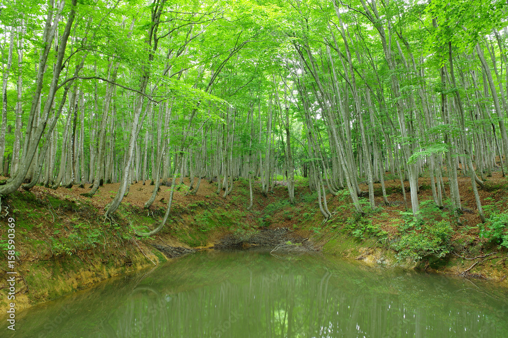 Obraz premium 新緑の美人林