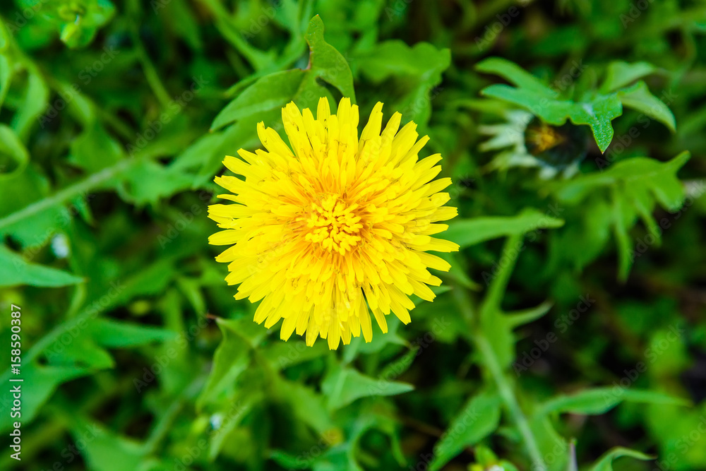Close up of yellow dandelion flower Close up of yellow dandelion flower