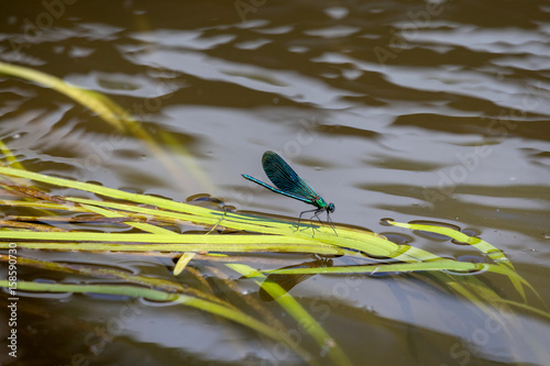 Dragonfly on the river

