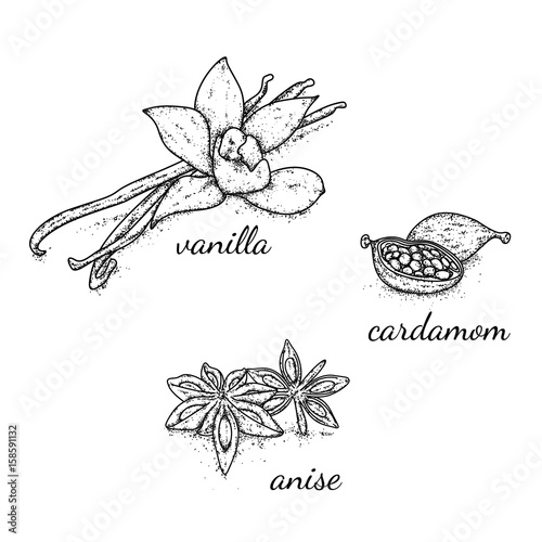 A beautiful selection of spices and seasonings drawn by hand. Vanilla, cardamom and anise. Vector illustration.