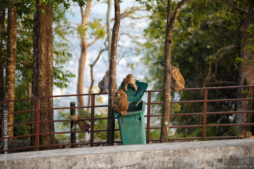 Monkeys are looking for food in the garbage can Monkeys are looking for food in the garbage can