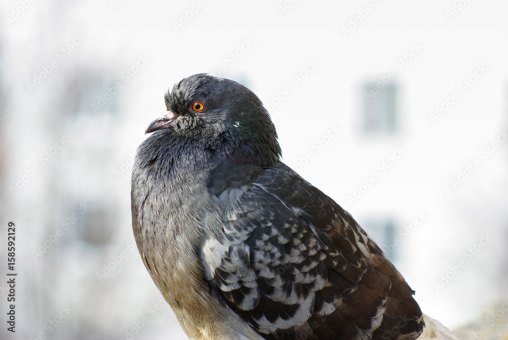 Fototapeta premium Urban pigeon in profile. Closeup of dove. Selective focus.