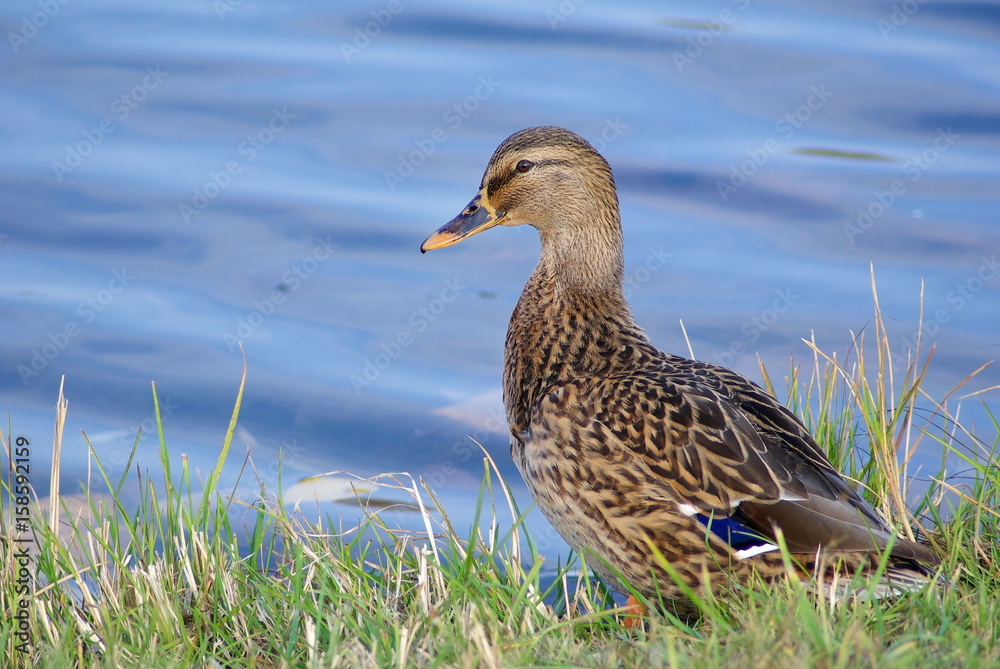 Female mallard duck on shore against blue water background. Selective focus.