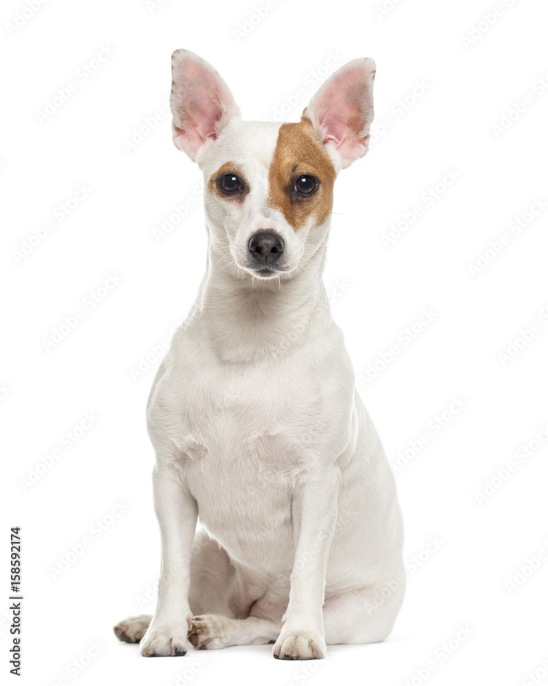 Jack Russell Terrier sitting, 3 years old, isolated on white