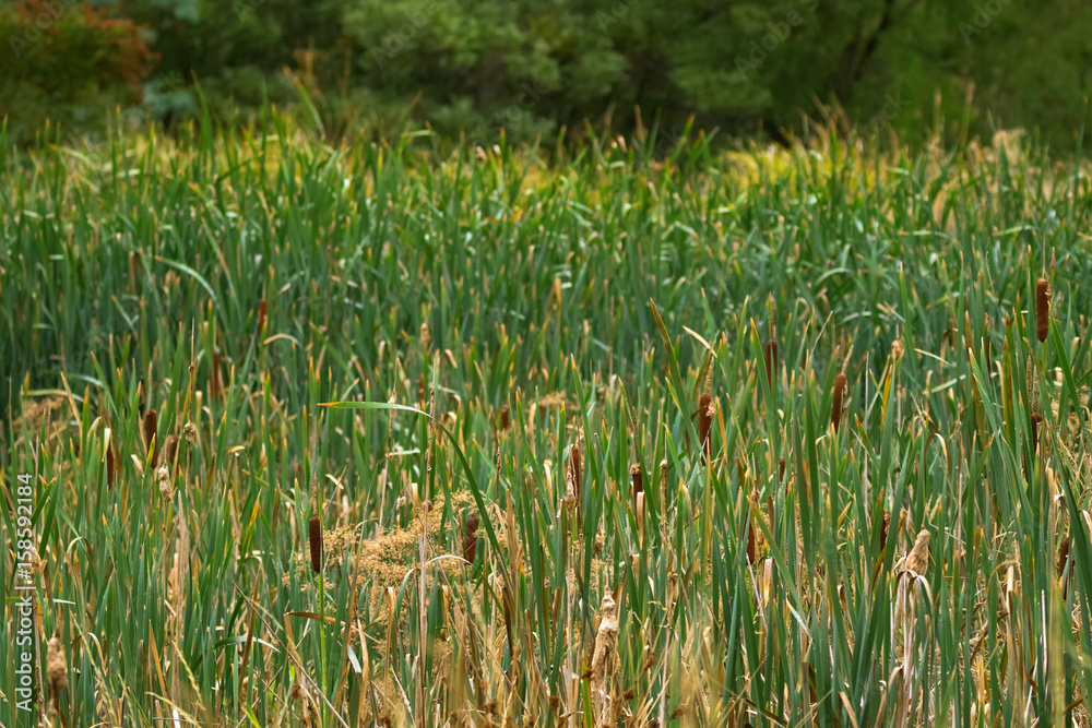 Typha Field Green field full of Typha flowering plants, also called bulrush ...